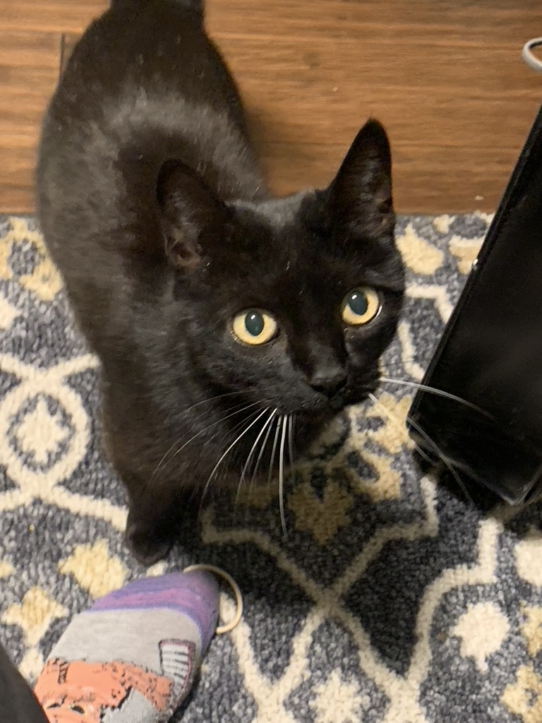 Kohana looking up with her golden eyes