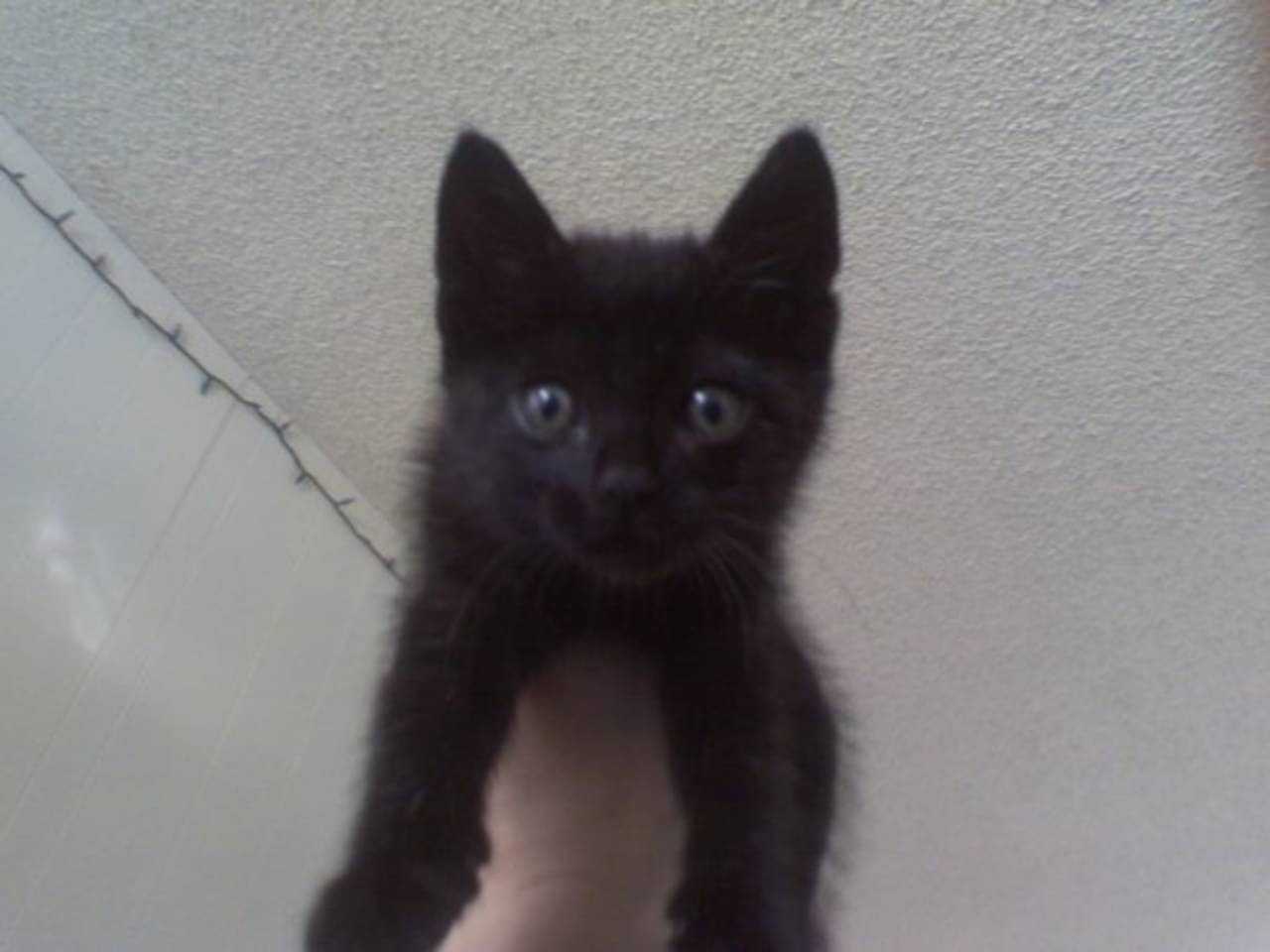 Kohana as a tiny black kitten being held up